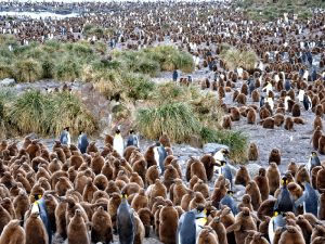 Колония королевских пингвинов фото